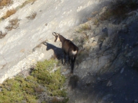 chamois